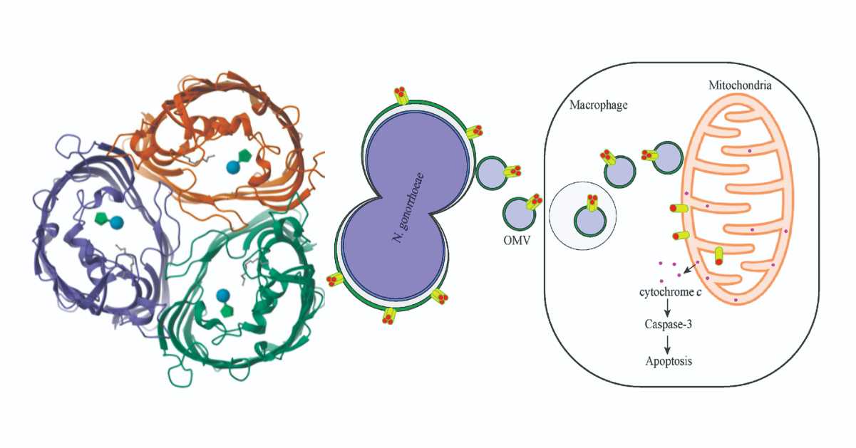 PorB Protein Functions and Ties To Neisseria Gonorrhoeae