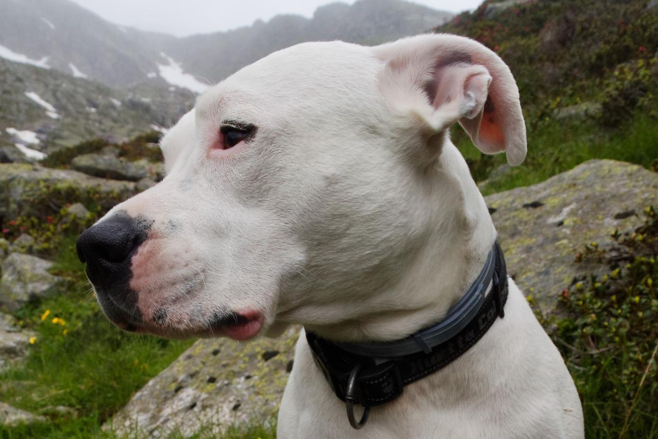 Dogo Argentino Bite Force