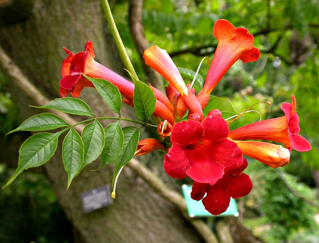 The Iconic Tulip Tree and the Majestic Trumpet Vine